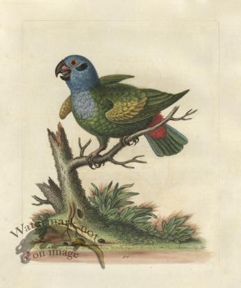 Edwards Parrot 34.jpg